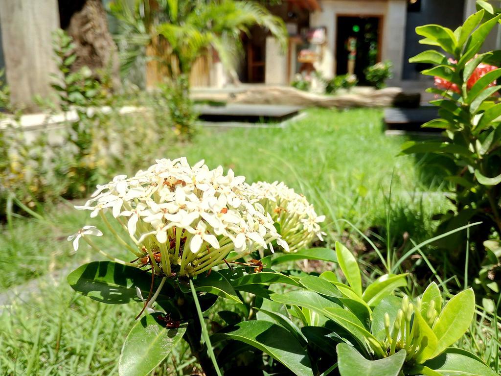 Green Banana Gili Trawangan Exterior photo